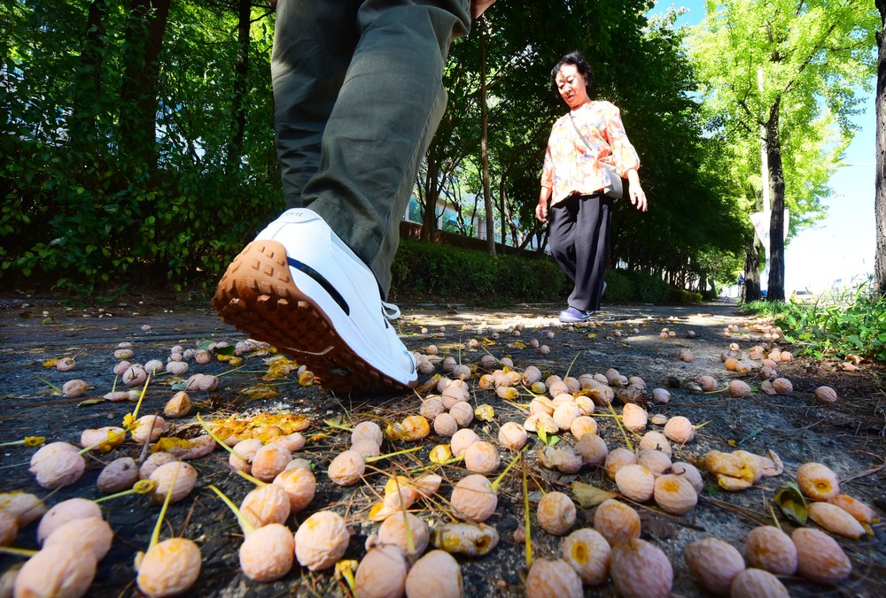 A Look at Life in South Korea