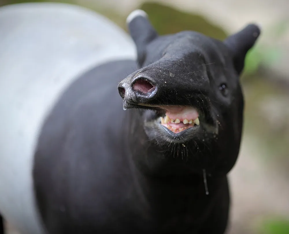 Funny Tapirs