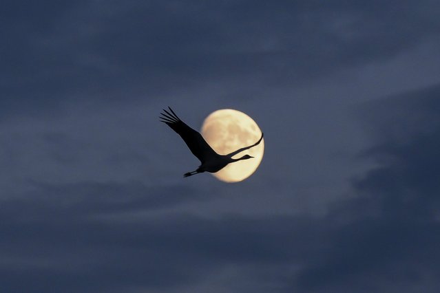 A common crane (Grus grus) flies above the Eastern reservoir at sunset near Balmazujvaros, eastern Hungary, 14 October 2024. (Photo by Zsolt Czegledi/EPA/EFE)
