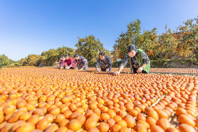 VIllagers place persimmons outdoors to make dried persimmons on October 23, 2024 in Yuncheng, Shanxi Province of China. The dried fruit will become sweeter after exposure to sunshine for two to three weeks. (Photo by VCG/VCG via Getty Images)