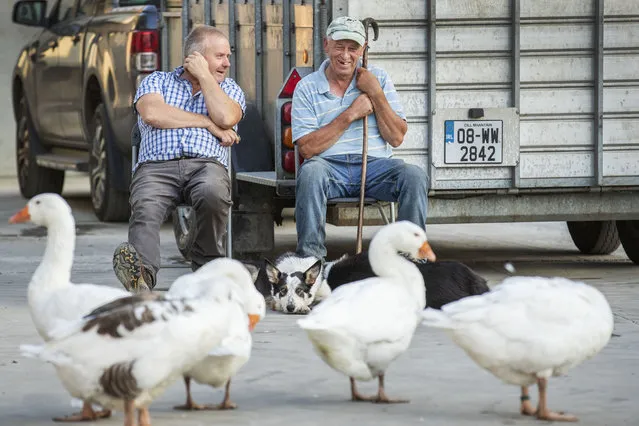 Owen Brady from Roundwood Co Wicklow and Donie Anderson from Glenasmole Co Dublin, with his Bob watching some geese ver closely, pictured at a Farm Safety event in Wicklow on July 18, 2022. (Photo by Finbarr O'Rourke/The Irish Times)