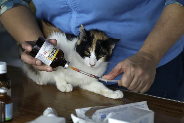 In this August 6, 2014 photo, Maria Torero, her arms covered with scratches, gets ready to medicate a sick cat at her cat hospice where she cares for 175 cats with leukemia at her home in Lima, Peru. Because of their illness, many of the animals have lost weight and are anemic. Torero feeds them, gives them medicine, sterilizes them, and treats them for parasites every two months. (Photo by Martin Mejia/AP Photo)