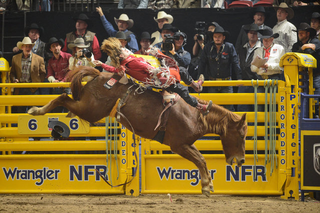 Rocker Steiner at the Wrangler National Finals Rodeo at the Thomas & Mack Center on December 13, 2024 in Las Vegas. (Photo by MBS/The Mega Agency)