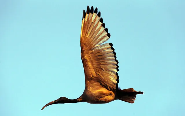 A Hadeda Ibis bird flies over Soweto, South Africa, Wednesday, September 3, 2014. The bird is a feathered phenomenon in suburban South Africa. Sometimes it swipes food meant for pets, splatters parked cars and driveways with droppings and yanks residents from sleep with jarring squawks at first light. (Photo by Themba Hadebe/AP Photo)