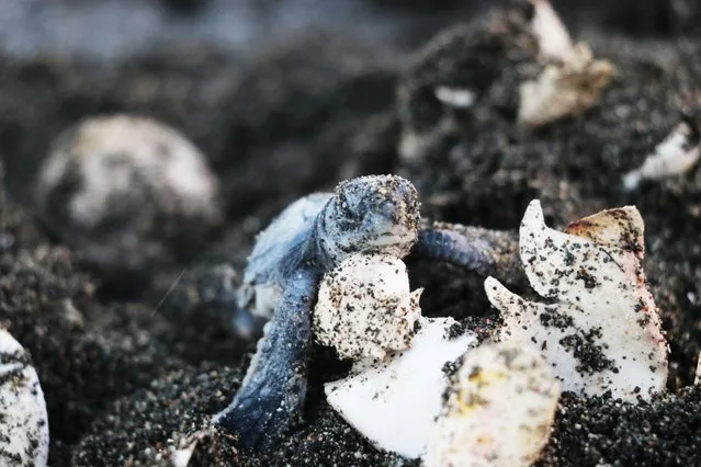 A baby green turtle is seen hatching on a beach in Samandag district of Hatay, Turkiye on August 07, 2022. The number of nests of green sea turtles on the beaches of Samandag has increased to 2,000 with conservation and monitoring efforts. (Photo by Salim Tas/Anadolu Agency via Getty Images)