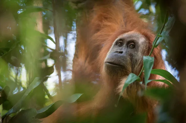A photo of Pongo tapanuliensis, identified as a new species of orangutan is shown, found on the Indonesian island of Sumatra where a small population inhabit its Batag Toru forest, according to researchers November 2, 2017. (Photo by Courtesy Andrew Walmsley/Reuters)