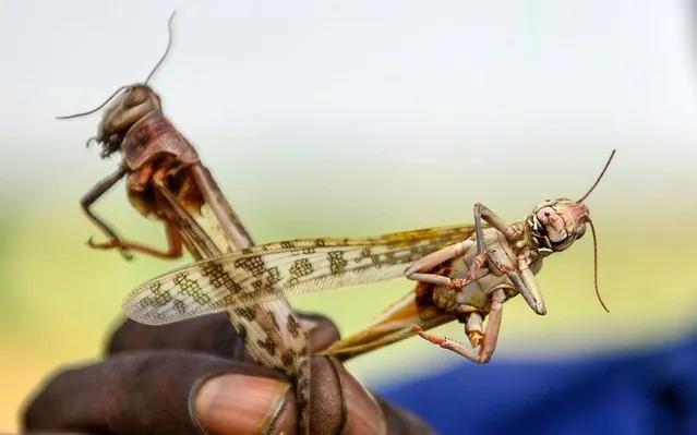 A farmer shows dead locusts found in his field as locust swarms currently plague large zones in the country at Badra Sonauti village on the outskirts of Allahabad on June 10, 2020. (Photo by Sanjay Kanojia/AFP Photo)