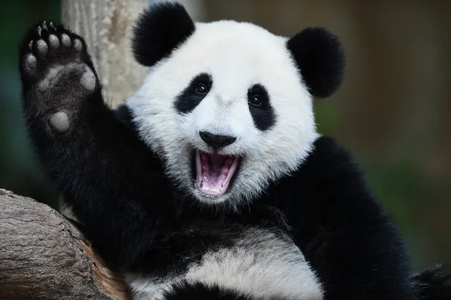 One-year-old female giant panda cub Nuan Nuan reacts inside her enclosure during joint birthday celebrations for the panda and its ten-year-old mother Liang Liang at the National Zoo in Kuala Lumpur on August 23, 2016. Giant pandas Liang Liang, aged 10, and her Malaysian-born cub Nuan Nuan, 1, were born on August 23, 2006 and August 18, 2015 respectivetly. (Photo by Mohd Rasfan/AFP Photo)