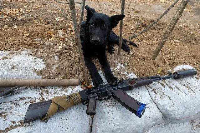 Odin, a dog who lives with Ukrainian servicemen at their position on a frontline, lies next to AK-74 assault rifle, amid Russia's attack on Ukraine, in Mykolaiv region, Ukraine on October 21, 2022. (Photo by Valentyn Ogirenko/Reuters)
