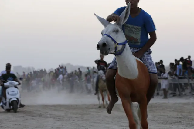 Fans cheer riders and their donkeys during a race in Bar Saar, Bahrain, Friday, September 25, 2015. Every week, donkey owners bring their best donkeys, many decorated with henna, to run the sandy, rocky track. On Friday, a special cup race for the Eid al-Adha Islamic holiday was held with a 200 Bahraini dinar (US$530) prize. (Photo by Hasan Jamali/AP Photo)