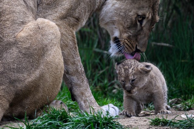 A female African lion licks her month-old cub at the Auvergne Animal Parc in Ardes, on April 4, 2025. The lioness gave birth to two lion cubs, a male and a female, on March 8. The African lion, formerly known as the “Atlas lion”, is classified as vulnerable on the red list of the International Union for Conservation of Nature (IUCN). (Photo by Jean-Philippe Ksiazek/AFP Photo)