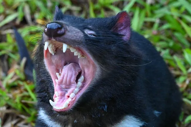 A female Tasmanian Devil yawns in an enclosure at the Night Safari Singapore nocturnal zoo in Singapore on November 29, 2022, after four of the endangered marsupials were introduced in a new exhibit. (Photo by Roslan Rahman/AFP Photo)