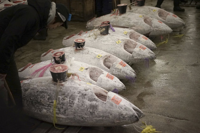 A prospective buyer inspects the quality of frozen tuna before the first auction of the year at Tsukiji fish market in Tokyo Friday, January 5, 2018. (Photo by Eugene Hoshiko/AP Photo)