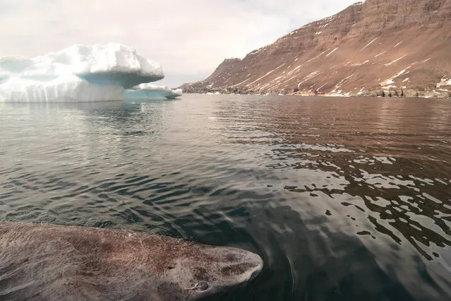This undated photo made available by Julius Nielsen on August 11, 2016 shows a Greenland shark in the icy waters of Disko Bay, western Greenland. In a report released Thursday, Aug. 11, 2016, scientists calculate this species of shark is Earth’s oldest living animal with a backbone. They estimate that one of those they examined was born roughly 400 years ago, about the time of the Pilgrims in the U.S., and kept on swimming until it died only a couple years ago. (Photo by Julius Nielsen via AP Photo)