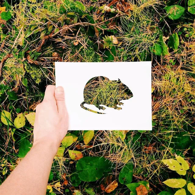 Nature Animal Paper Silhouettes By Nikolai Tolstyh