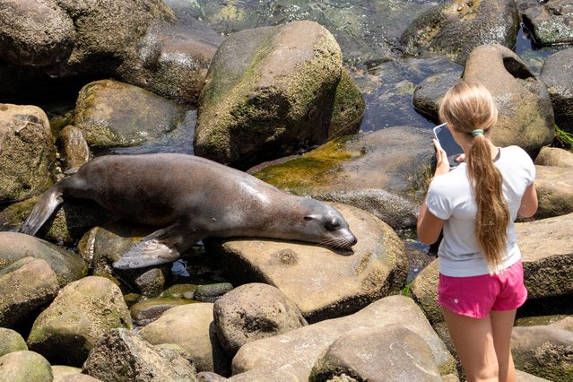 A woman photographs a wild sea lion on the rocky shoreline in La Jolla, California, on july 21, 2025. La Jolla is famous for its colonies of California sea lions and harbor seals, which regularly rest on the rocky coastline year-round. (Photo by Ronen Tivony/NurPhoto/Rex Features/Shutterstock)