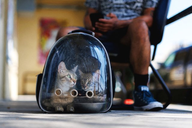A man drops off two stray kittens in a clear plastic backpack at the County of Los Angeles Department of Animal Care and Control as the shelter struggles with overcrowding caused by pets abandoned during recent ICE raids, in Downey, California, on July 29, 2025. (Photo by Mike Blake/Reuters)