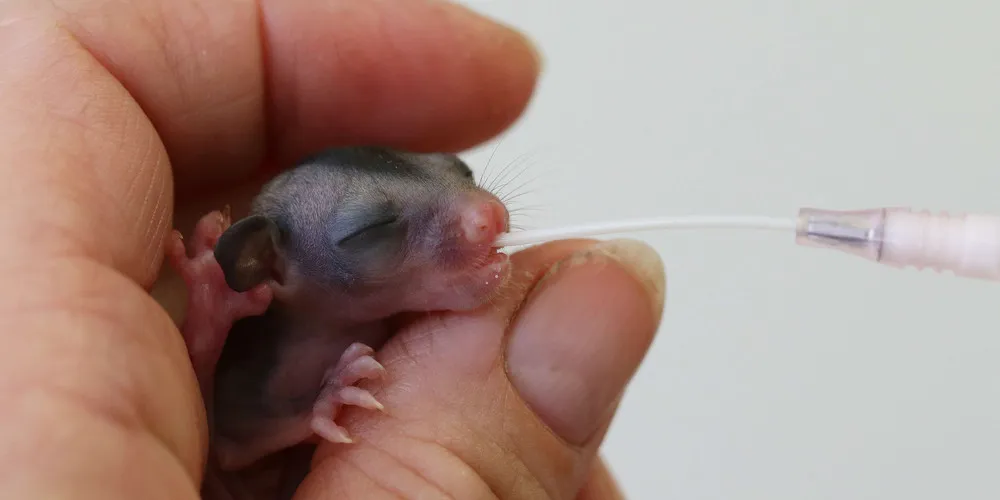 Orphan Sugar Gliders Handed a Second Chance at Life