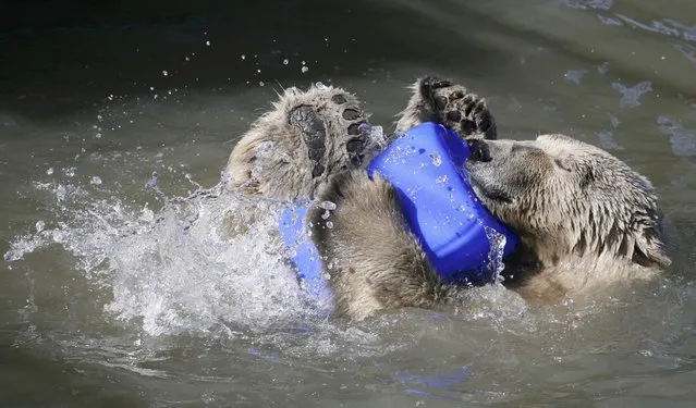 Aurora, a three-year-old female polar bear, swims in a pool for the first time in the season at the Royev Ruchey Zoo in a surburb of Russia's Siberian city of Krasnoyarsk, April 12, 2013. Two female polar bear cubs, Aurora and Victoria, were found without their mother in Russia's Taimyr Peninsula on the Arctic Ocean coast in May 2010 and were later brought to the Zoo in Krasnoyarsk. (Photo by Ilya Naymushin/Reuters)