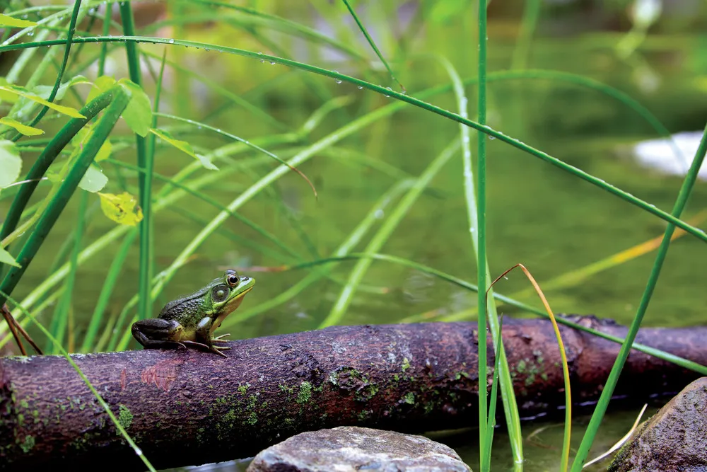 Some Photos: Animals