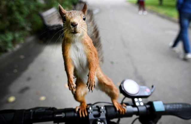A squirrel begs for food from a scooter driver in a park in Moscow on September 2, 2025. (Photo by Alexander Nemenov/AFP Photo)