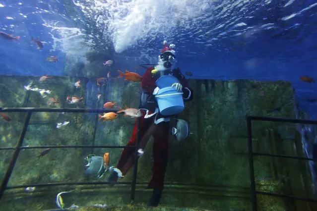 A diver dressed as Santa Claus feeds fish inside a fish tank at the Malta National Aquarium in Qawra, outside Valletta December 22, 2014. (Photo by Darrin Zammit Lupi/Reuters)