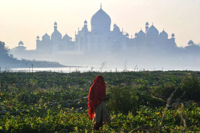 A woman plucks cucumbers along the banks of river Yamuna behind the Taj Mahal in Agra on April 10, 2023. (Photo by Pawan Sharma/AFP Photo)