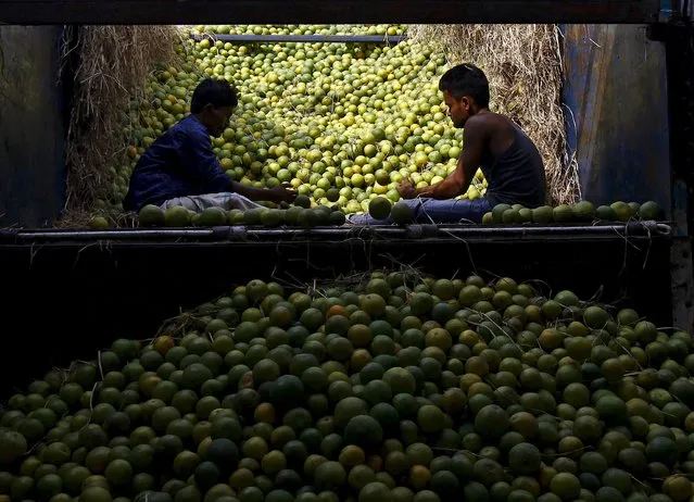 Workers sort sweet limes while unloading them from a truck at a wholesale fruit market in Kolkata, India, November 13, 2015. (Photo by Rupak De Chowdhuri/Reuters)