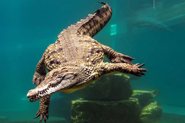 A crocodile dives behind the glass of an aquarium at the Dubai Crocodile Park in Dubai on April 17, 2023. (Photo by Giuseppe Cacace/AFP Photo)