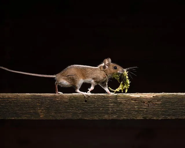 A mouse captured through infrared imaging bringing moss back to its nest in Standish, Wigan, United Kingdom on May 1, 2023. (Photo by Roy Rimmer/Animal News Agency)
