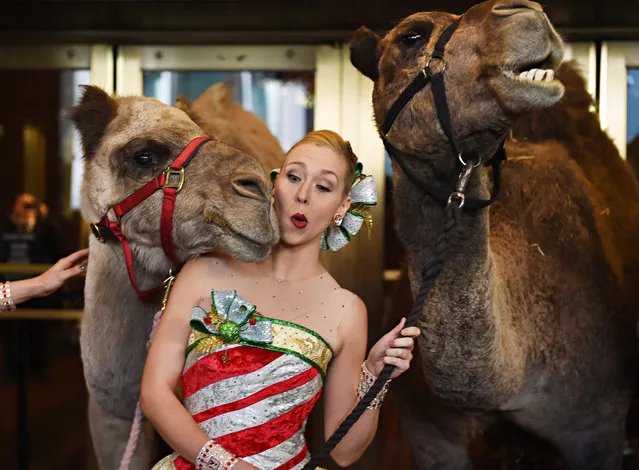 Radio City Rockette Lauren Renck is nudged by a camel right before Timothy Cardinal Dolan, Archbishop of New York, blesses the animals in the Radio City Christmas Spectacular November 1, 2016 in New York. The animals will take part in the “Living Nativity” scene in the annual production of “The Christmas Spectacular starring the Radio City Rockettes”, ahead of their rehearsals for the show before it opens  November 11, 2016. (Photo by Timothy A. Clary/AFP Photo)