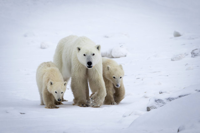 This handout photo realeased by Polar Bears International on December 17, 2025, shows a wild female polar bear and her two cubs, one of whom she adopted, at Hudson Bay in Churchill, Manitoba, Canada, on November 11, 2025. Researchers in northern Canada have observed a rare case of polar bear adoption, capturing video footage of a wild female bear caring for a cub that was not her own. "Cub adoption is relatively rare in polar bears. We've documented 13 cases in our study population over the last 45 years," said Evan Richardson, a scientist with Canada's ministry for environment and climate change. (Photo by Polar Bears International/AFP Photo)
