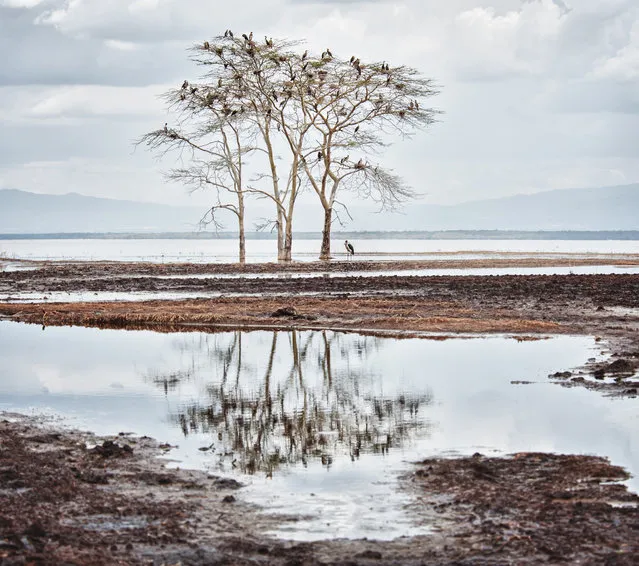 “Birds”. This photo was taken in Nakuru Kenya. It was a deserted spot with dozens of birds on the tree. (Photo and caption by Romana Wyllie/National Geographic Traveler Photo Contest)