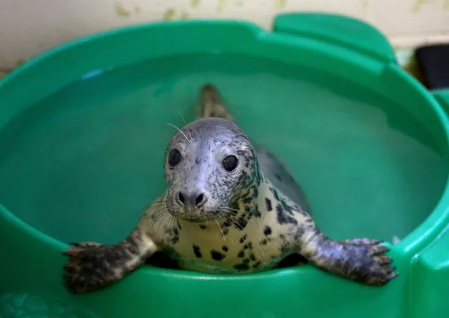 A baby seal looks out from its paddling pool as it rehabilitates in a ward in the animal welfare building at the RSPCA Centre at West Hatch on December 9, 2015 in Taunton, England. (Photo by Matt Cardy/Getty Images)