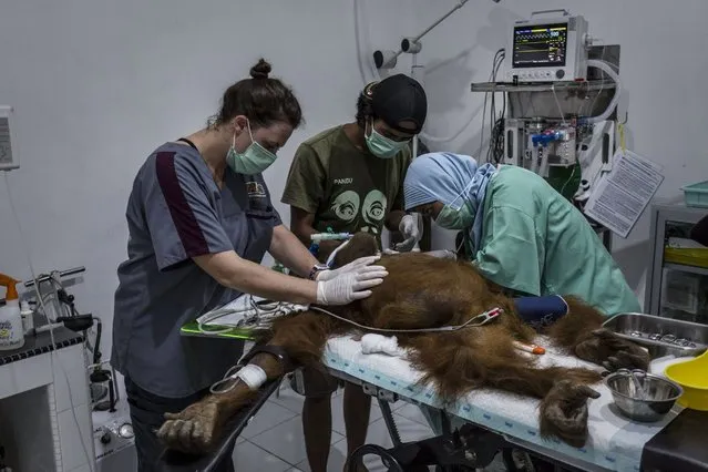 Veterinarians of Sumatran Orangutan Conservation Programme, surgery on an sumatran orangutan (Pongo abelii) who suffers from injury at Sumatran Orangutan Conservation Programme's rehabilitation center on November 12, 2016 in Kuta Mbelin, North Sumatra, Indonesia. (Photo by Ulet Ifansasti/Getty Images)