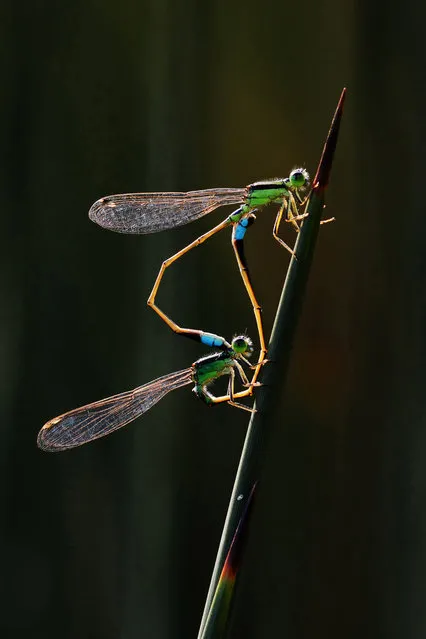 Damselflies – Gardens by the Bay, Singapore. Gold prize in behaviour – invertebrates. (Photo by Dr Tze Siong Tan/World Nature Photography Awards)