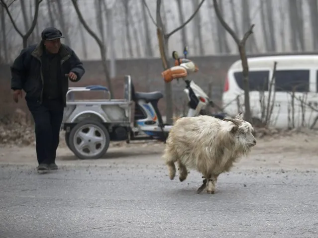A farmer chases a goat with its front legs bound as it runs away from a slaughterhouse at Dashiwo village, on the outskirts of Beijing January 26, 2015. (Photo by Kim Kyung-Hoon/Reuters)