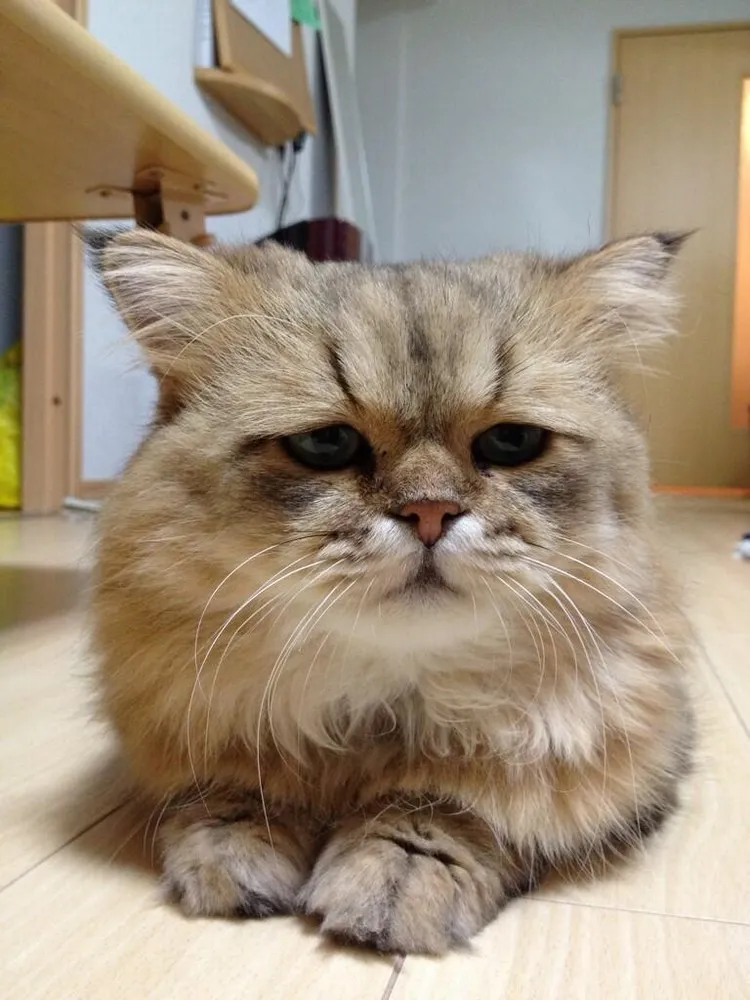 Disappointed Cat aka Foo-Chan