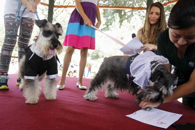 Dogs wearing a bridal veil and a groom costume make a paw print on a symbolic pets wedding certificate during Valentine's Day celebrations organized by a local municipality in Lima February 14, 2015. (Photo by Enrique Castro-Mendivil/Reuters)