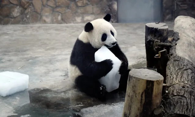 A giant panda holds an ice blocks to cool down at a base of China Conservation and Research Centre for the Giant Panda in Chengdu city, southwest China's Sichuan province on August 29, 2018. (Photo by Imaginechina/Rex Features/Shutterstock)