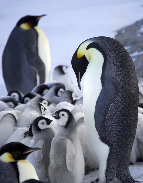 Emperor penguin chicks huddle for warmth. (Photo by Frederique Oliver/Caters News)