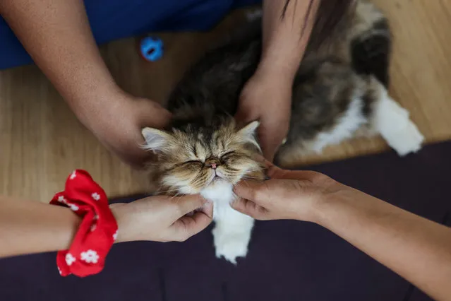 Participants play with a kitten after the yoga session, which was organised by PawHour, at a studio in New Delhi, India on August 6, 2023. (Photo by Anushree Fadnavis/Reuters)