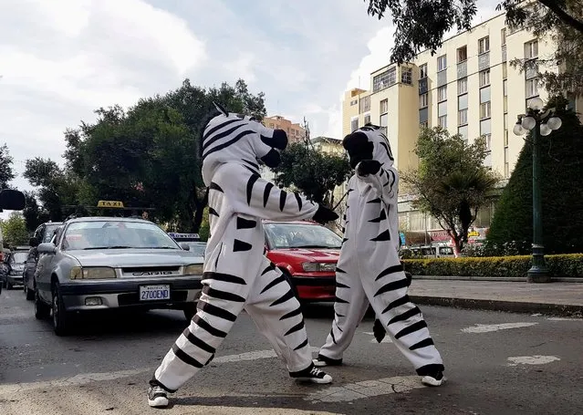 Residents dressed as a zebra perform in the centre of La Paz as part of a Road Education Program, La Paz, Bolivia, December 05, 2016. (Photo by David Mercado/Reuters)