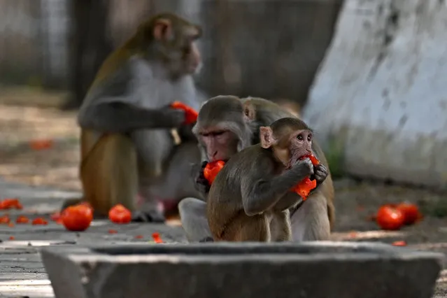 Monkeys eat tomatoes along a roadside in New Delhi on August 30, 2023, ahead of the G20 India Summit. Indian officials preparing for the G20 summit next week have hired teams of “monkey-men” and erected primate cutouts to deter marauding monkeys from munching on the floral displays laid out for global leaders. (Photo by Arun Sankar/AFP Photo)