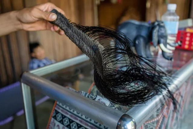 This photo taken on August 31, 2018 shows a vendor holding a chopped elephant tail with hair for sale in Lien Son town, Dak Lak province. In a village in Vietnam' s “elephant kingdom”, a vendor holds up a severed, dried tail dotted with coarse hairs he promises will bring good luck – a grim new trade that is endangering the country' s few remaining elephants. (Photo by Thanh Nguyen/AFP Photo)