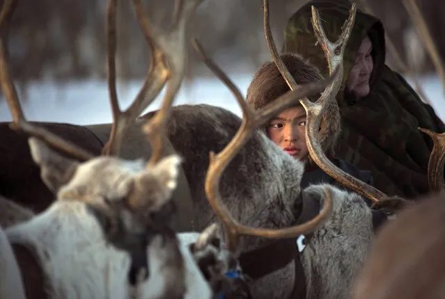 In this photo taken on Saturday, March 14, 2015, a Nenets boy sits on a sleigh as he attends the Reindeer Herder's Day holiday in the city of Nadym, in Yamal-Nenets Region, 2500 kilometers (about 1553 miles) northeast of Moscow, Russia. (Photo by Dmitry Lovetsky/AP Photo)