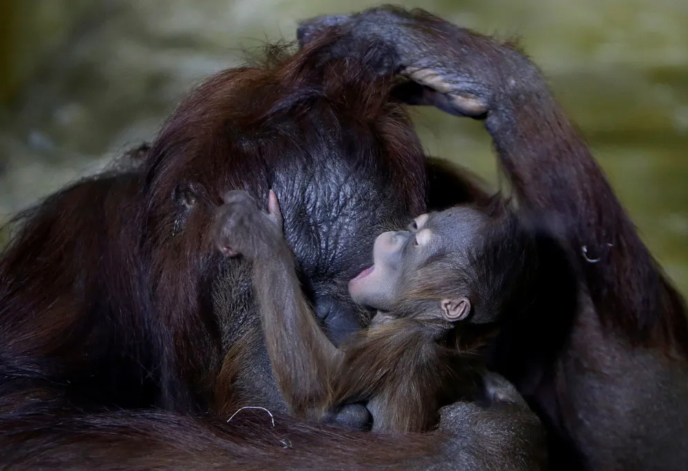 Orangutan Born at the Usti nad Labem Zoo