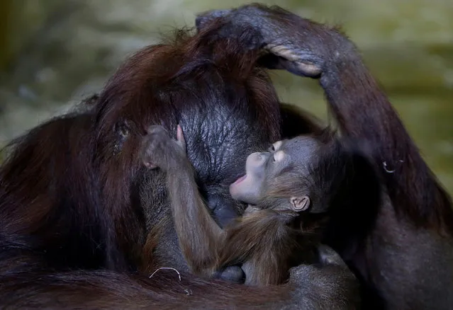 Nuninka, Bornean orangutan (Pongo pygmaeus), holds her newborn baby in the enclosure at Usti nad Labem Zoo, Usti Nad Labem, Czech Republic January 3, 2017. (Photo by David W. Cerny/Reuters)