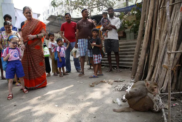 Residents watch a monkey tied to an iron scaffolding by forest department officials after their complaints of monkey menace in the area, in Mumbai, India, Friday, February 5, 2016. Monkey menace is a very common problem in many areas of Mumbai which threatens the daily life of many residents such as stealing of food from kitchens, snatching clothes, breaking air conditioning units and causing other damage. (Photo by Rajanish Kakade/AP Photo)