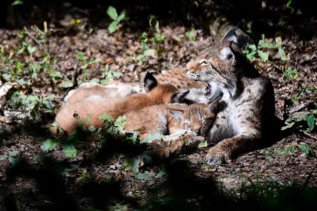 Three-month-old lynx play with their mother at Sainte-Croix the animal park on July 29, 2021, in Rhodes, northeastern France. (Photo by Jean-Christophe Verhaegen/AFP Photo)